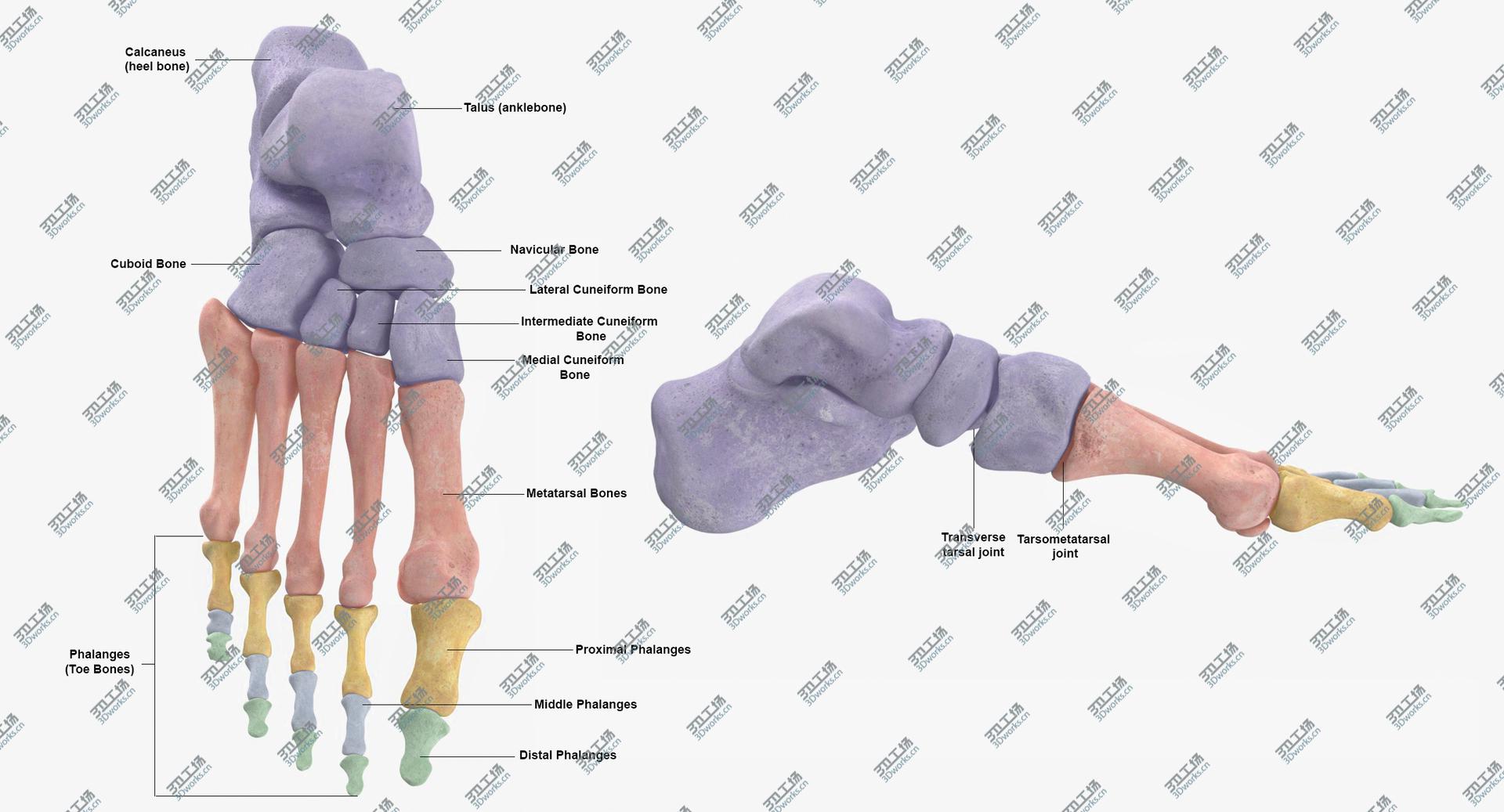 images/goods_img/2021040234/Real Human Foot Bones Anatomy 01 3D model/3.jpg
